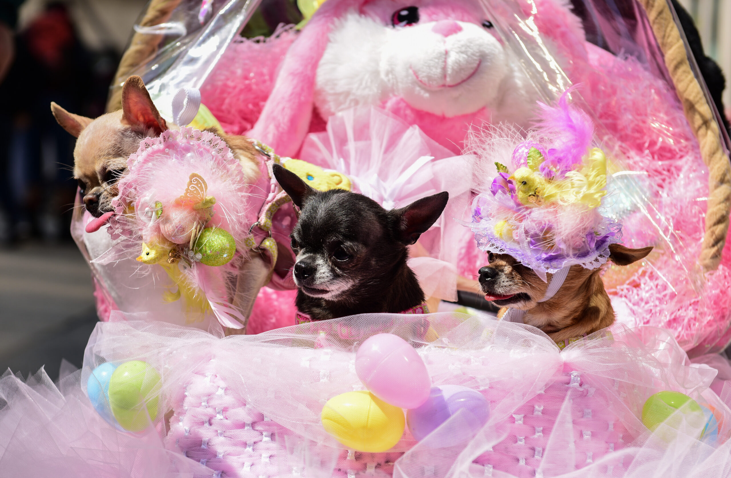Dogs in Easter costumes sitting in a decorated basket during the NYC Easter Parade