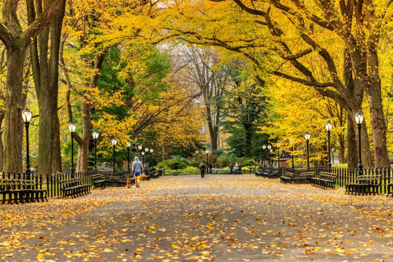 A sunlit path winds through Central Park, with vibrant autumn foliage, fallen leaves, and people enjoying a peaceful fall walk.