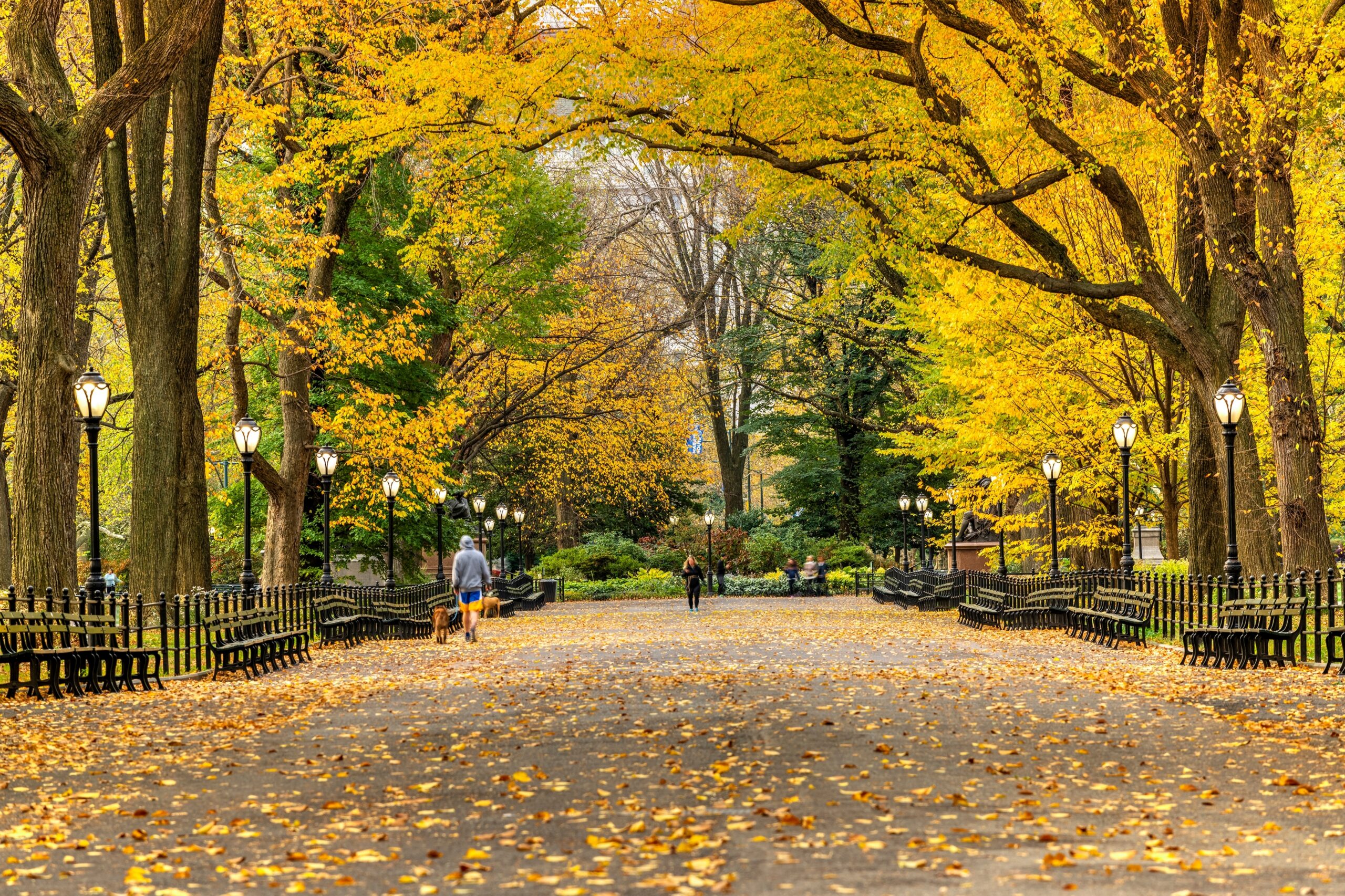 A sunlit path winds through Central Park, with vibrant autumn foliage, fallen leaves, and people enjoying a peaceful fall walk.
