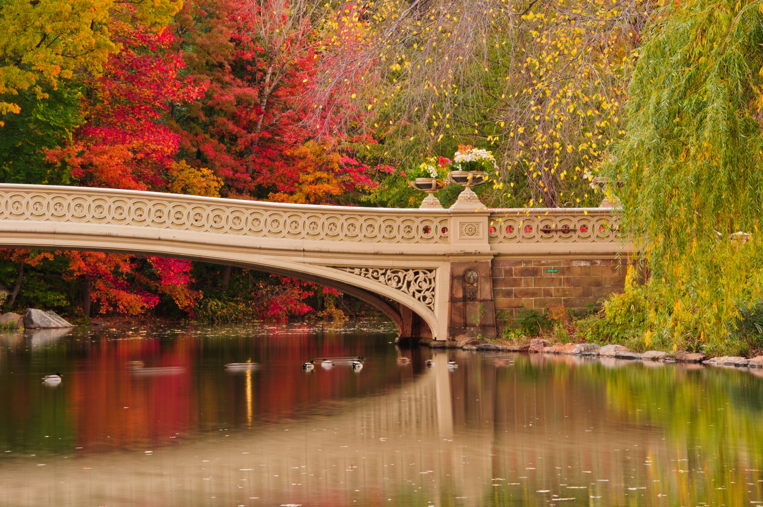 Bow Bridge in Central Park in autumn, its cream cast-iron arch with ornate circular railings and flower-filled urns spanning the Lake. Vivid red, orange, and yellow foliage surrounds the bridge, a weeping willow drapes in from the right, and ducks glide across the still water, which reflects the fall colors.