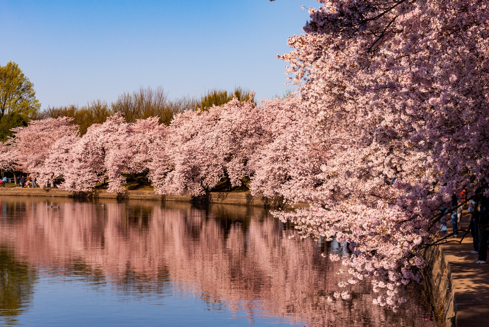 cherry blossom season