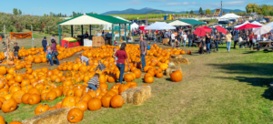 Families browsing rows of orange pumpkins at an outdoor fall festival, with hay bales, market tents, a bounce house, and mountains in the background.