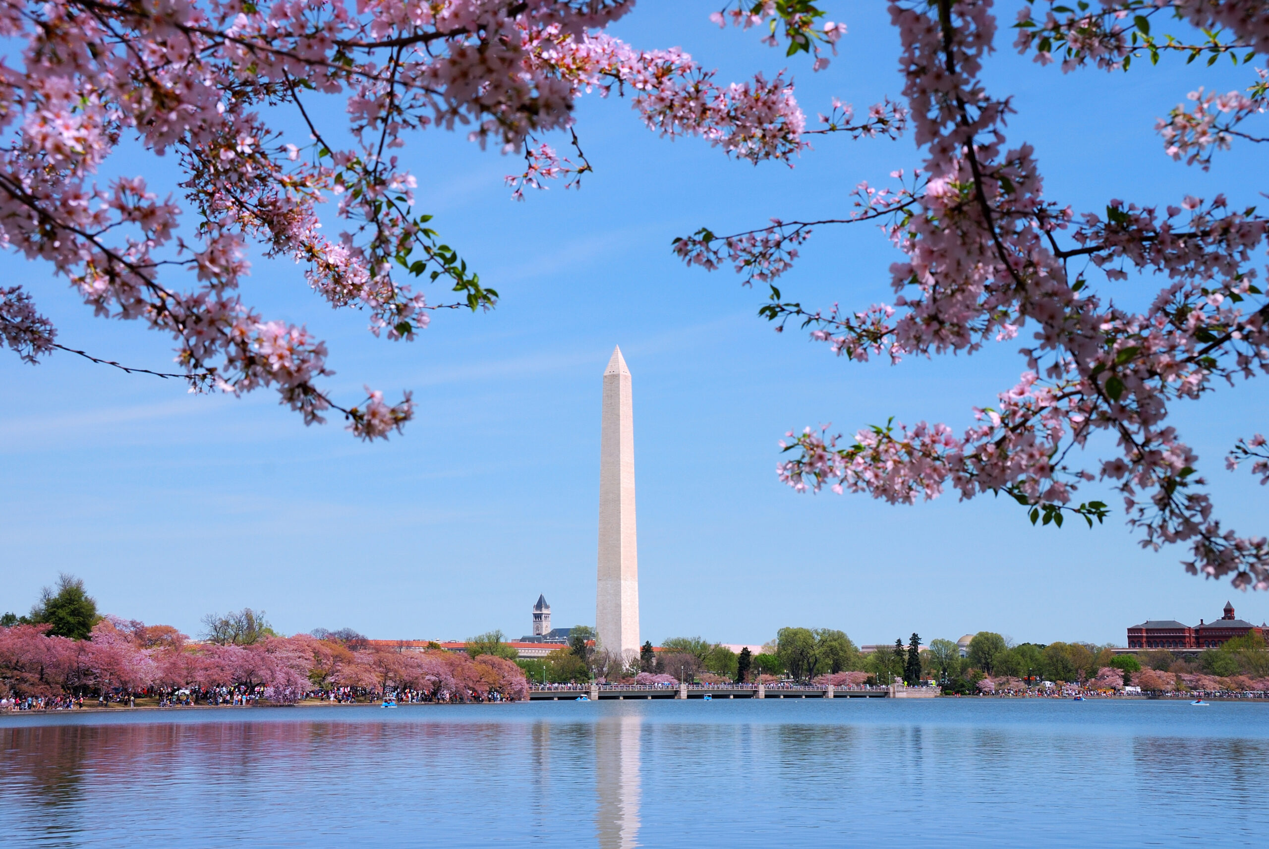 best place to see cherry blossoms in dc