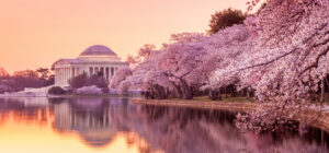 cherry blossom festival in dc