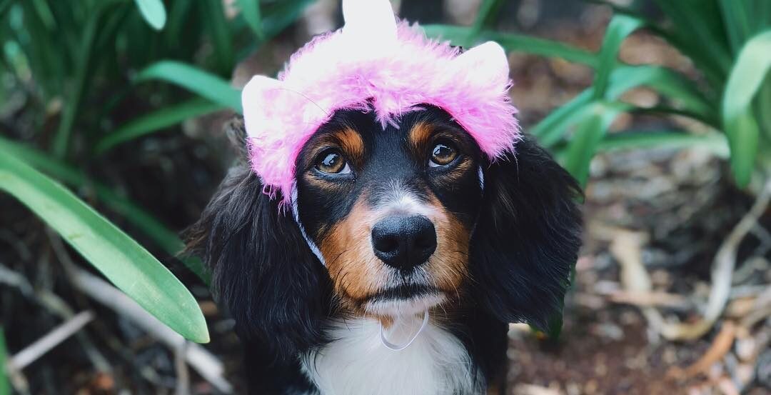 Photo of a dashund with a hat