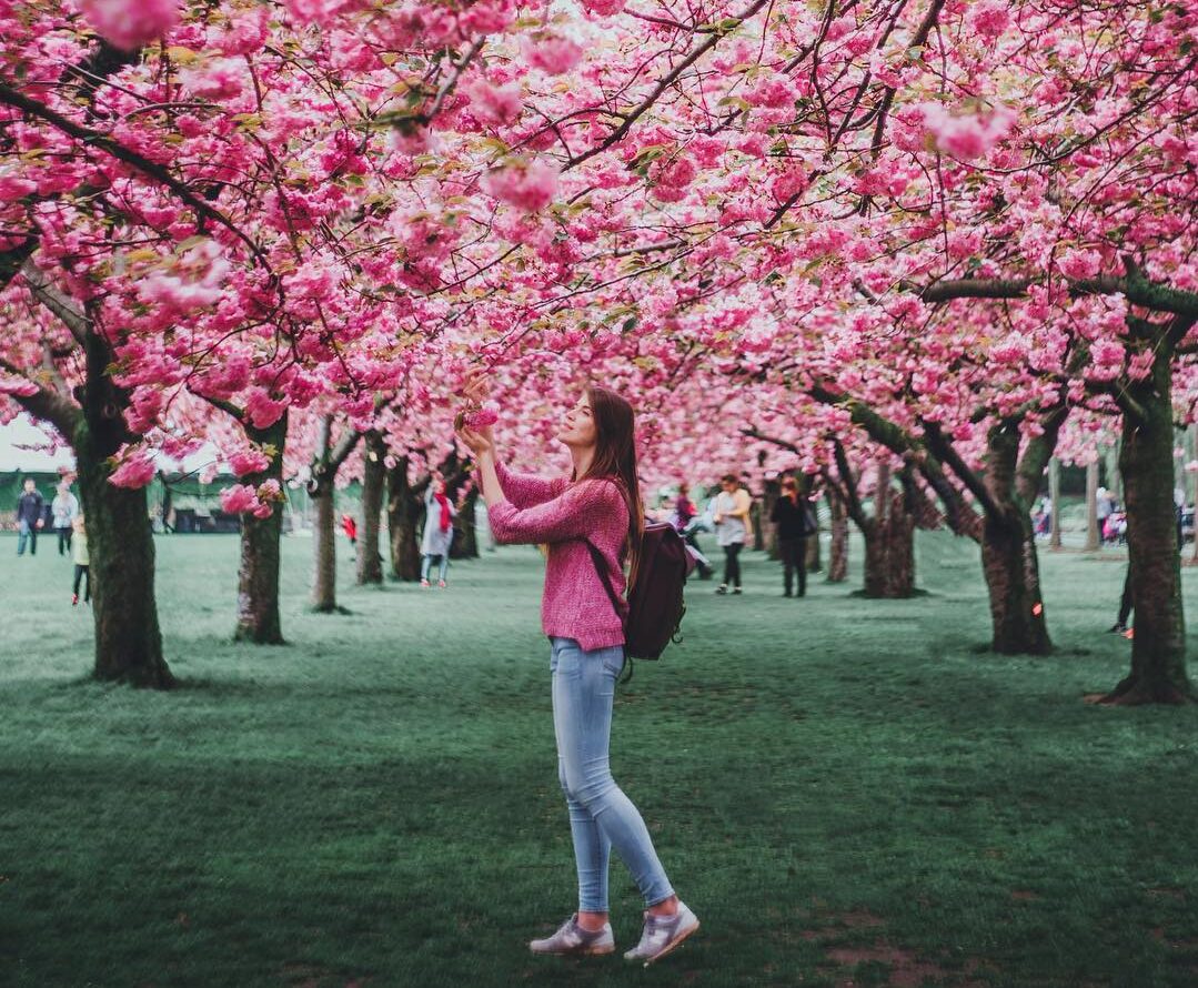 Woman looking at cherry blossom trees