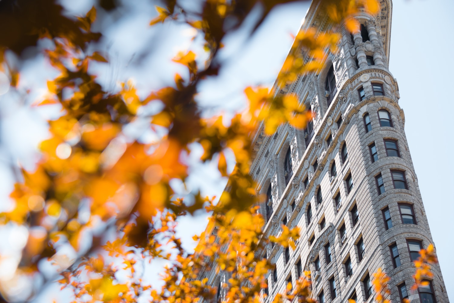 Flatiron building in NYC with fall leaves in front view