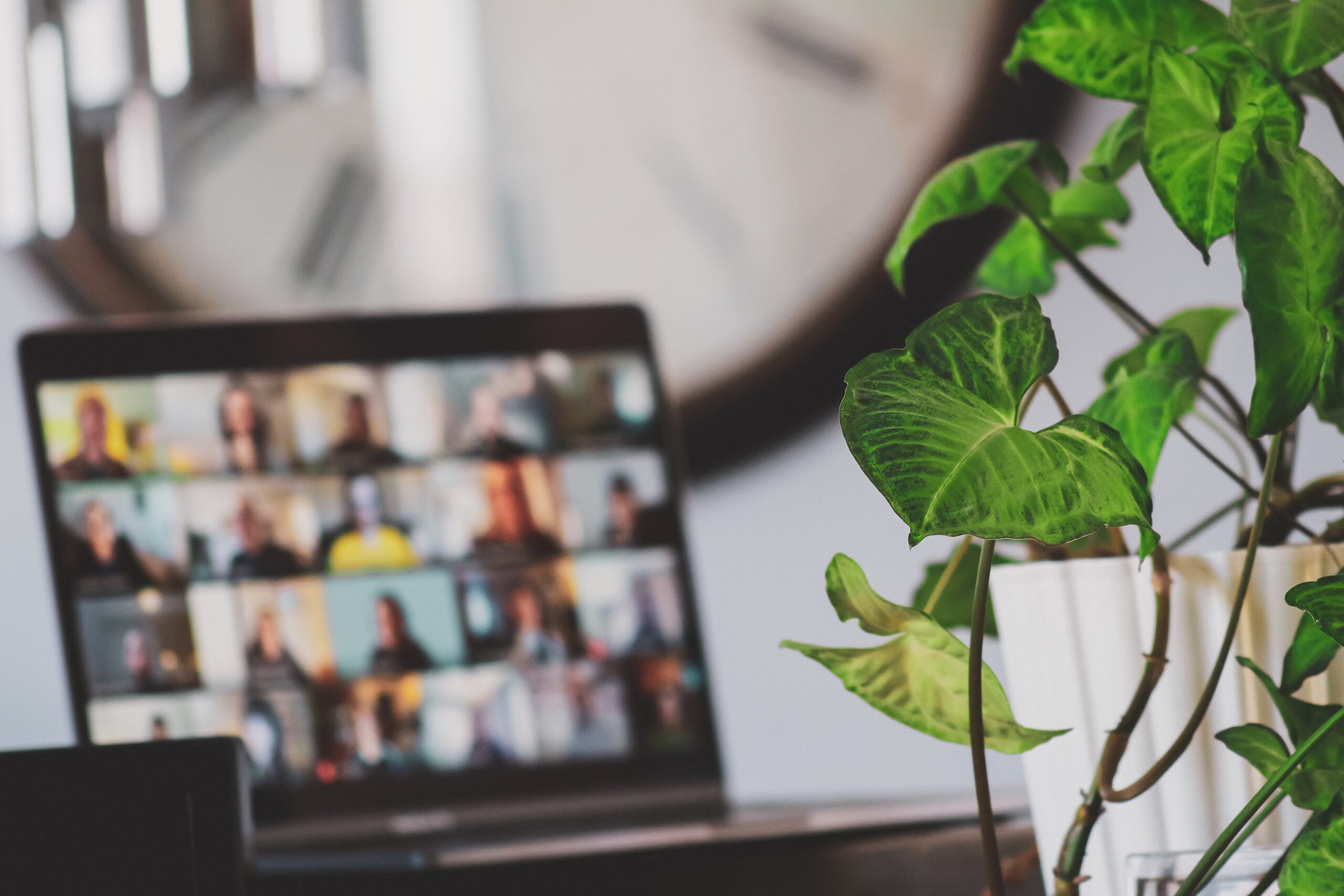 Photo of a zoom call and a plant