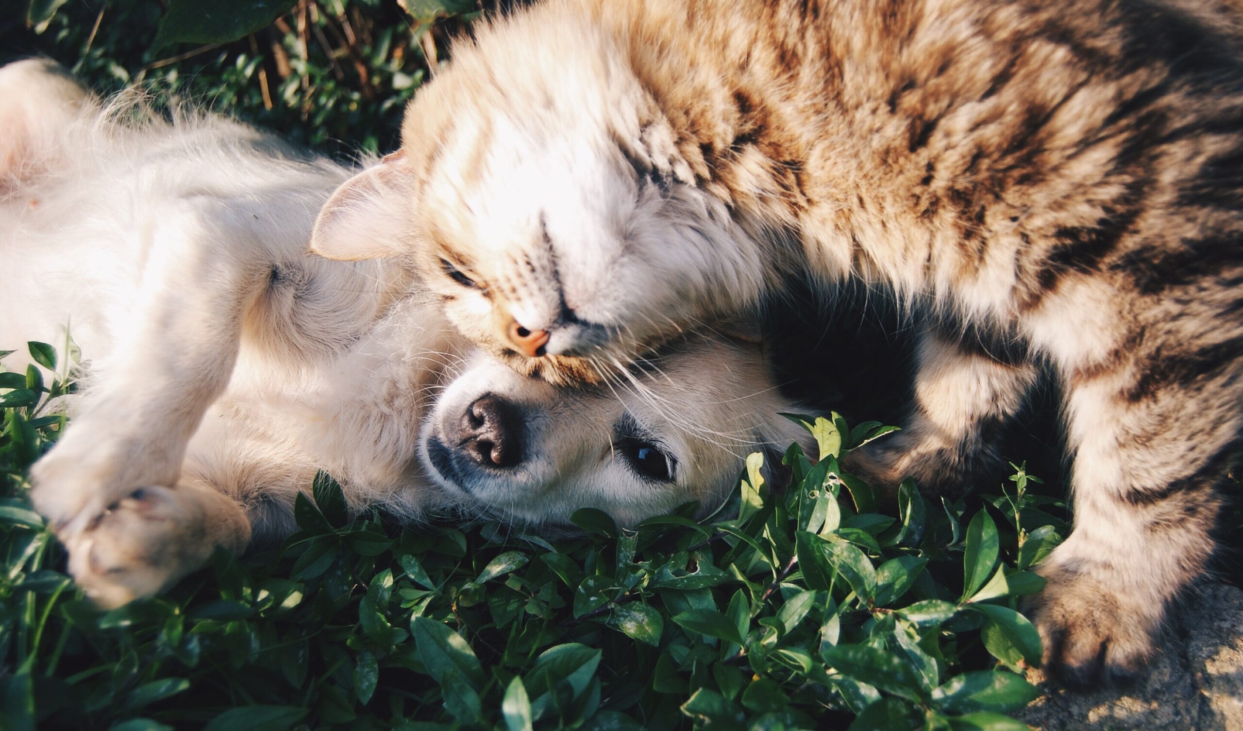 A dog and cat lay in the grass