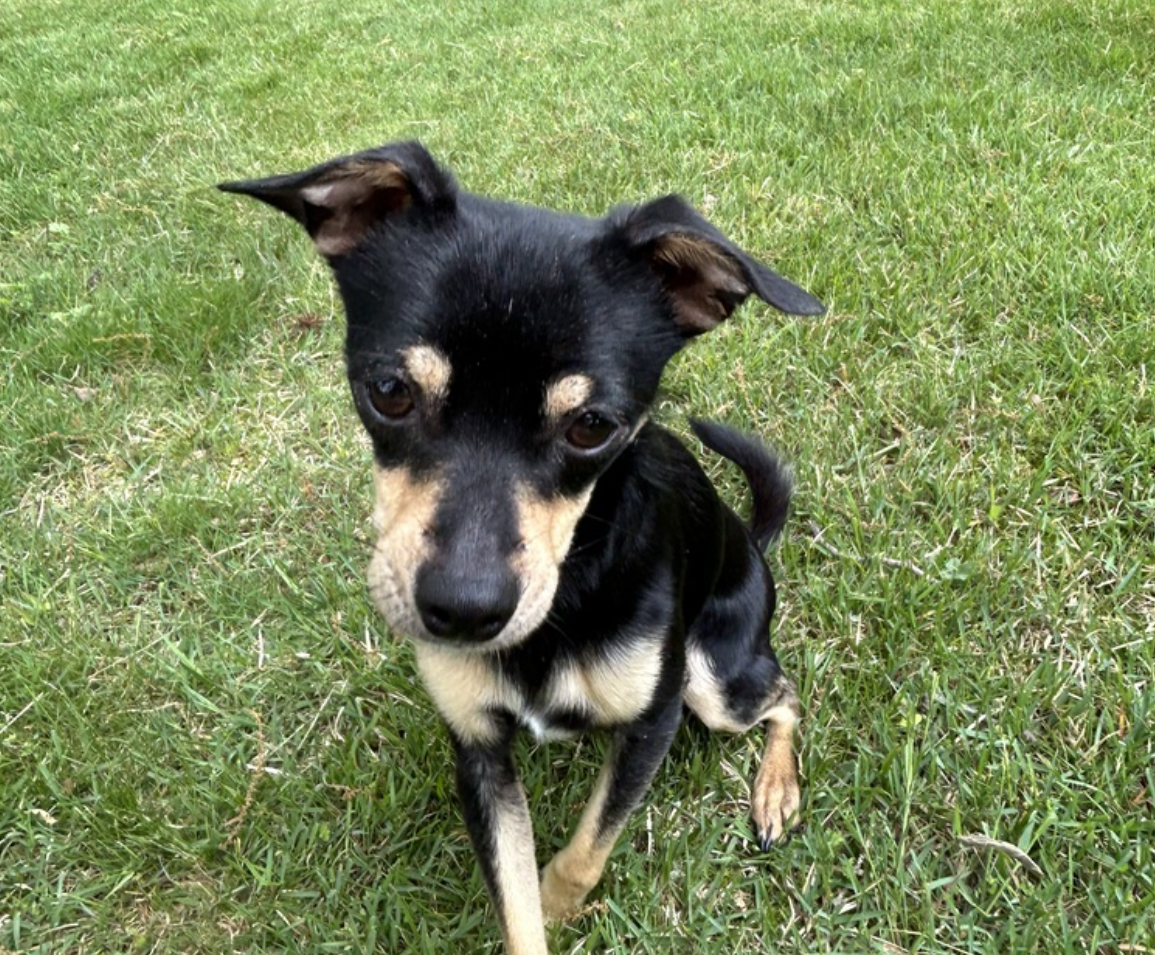 A small black and tan dog with a curious expression is sitting on a grassy lawn.