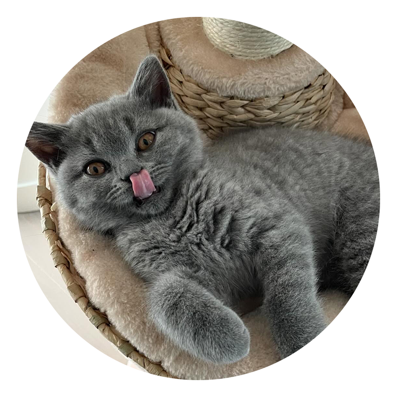 A gray kitten lies on a beige pet bed with its tongue out, touching its nose.